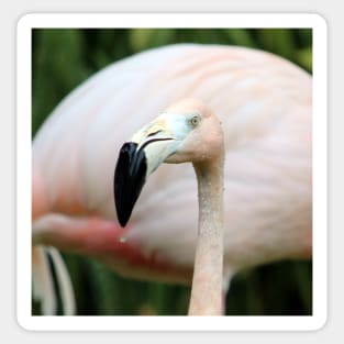 Flamingo Sticker